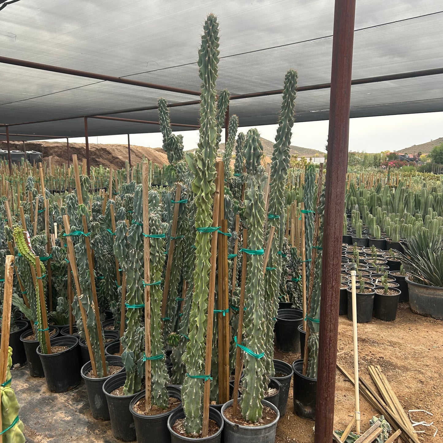 5 gallon Monstrose Cereus cactus (Cereus peruvianus f. monstrosus) in nursery pot — Phoenix, AZ