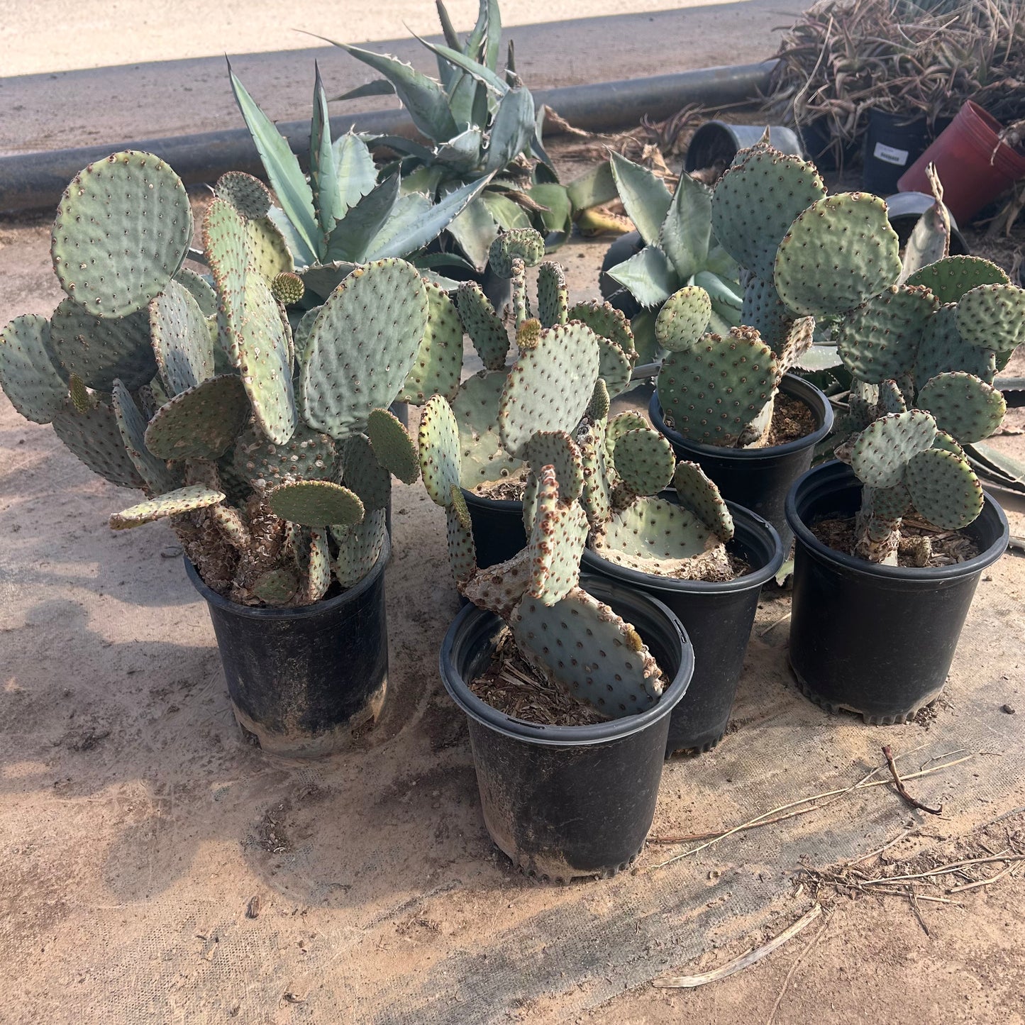 1 gallon Chanelle Prickly Pear (Opuntia 'Chanelle') in nursery pot — Phoenix, AZ