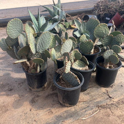 1 gallon Chanelle Prickly Pear (Opuntia 'Chanelle') in nursery pot — Phoenix, AZ