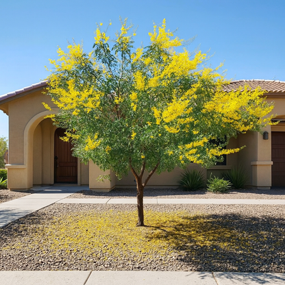 Smoothie Cascalote (Caesalpinia cacalaco 'Smoothie') in full golden-yellow winter bloom in front yard desert landscape — Phoenix, AZ
