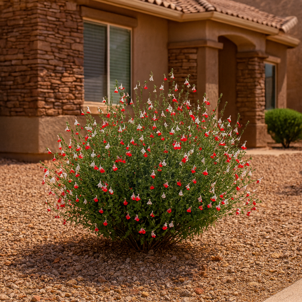 Autumn Sage - Hot Lips