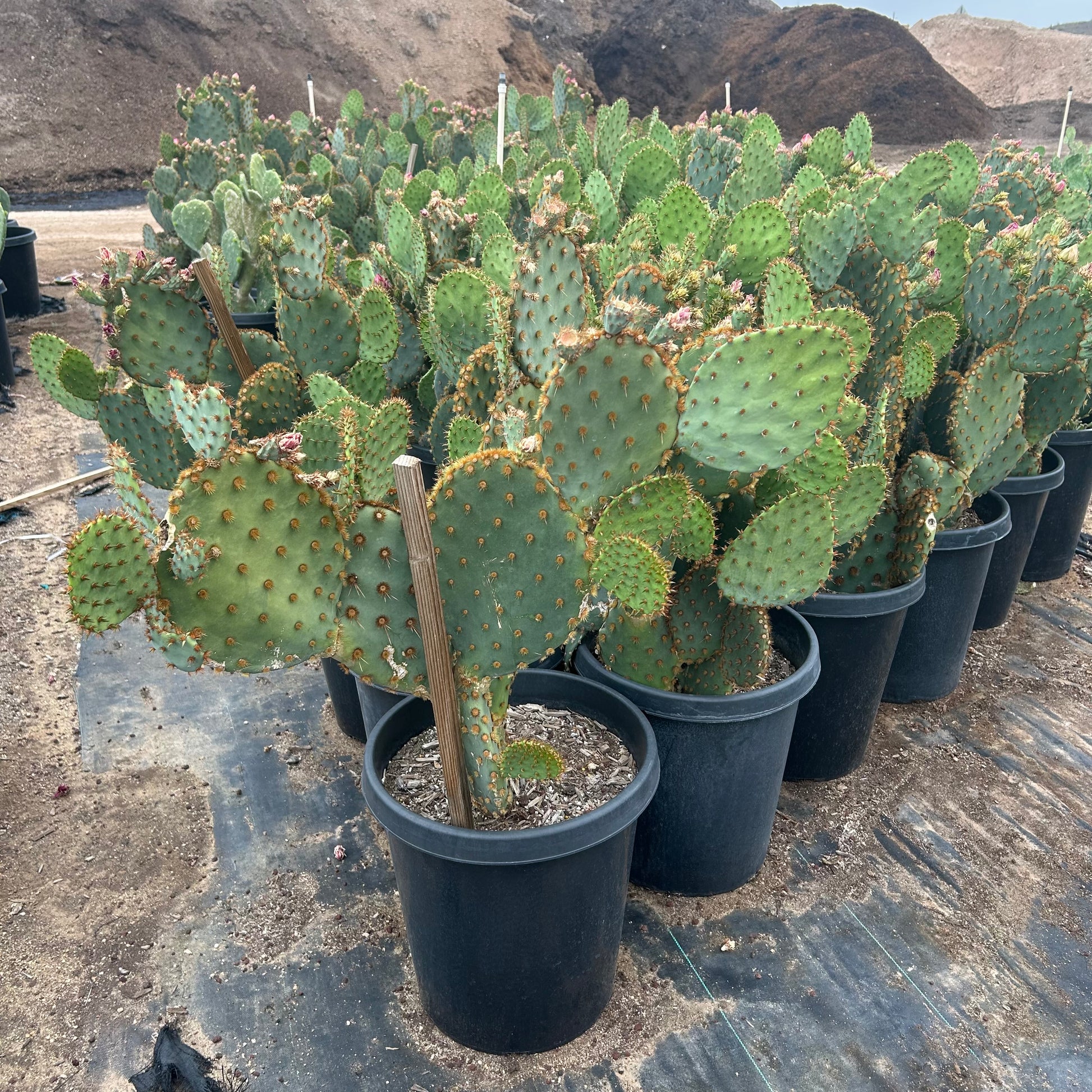 15 gallon Chenille cactus (Cleistocactus winteri) in nursery pot — Phoenix, AZ