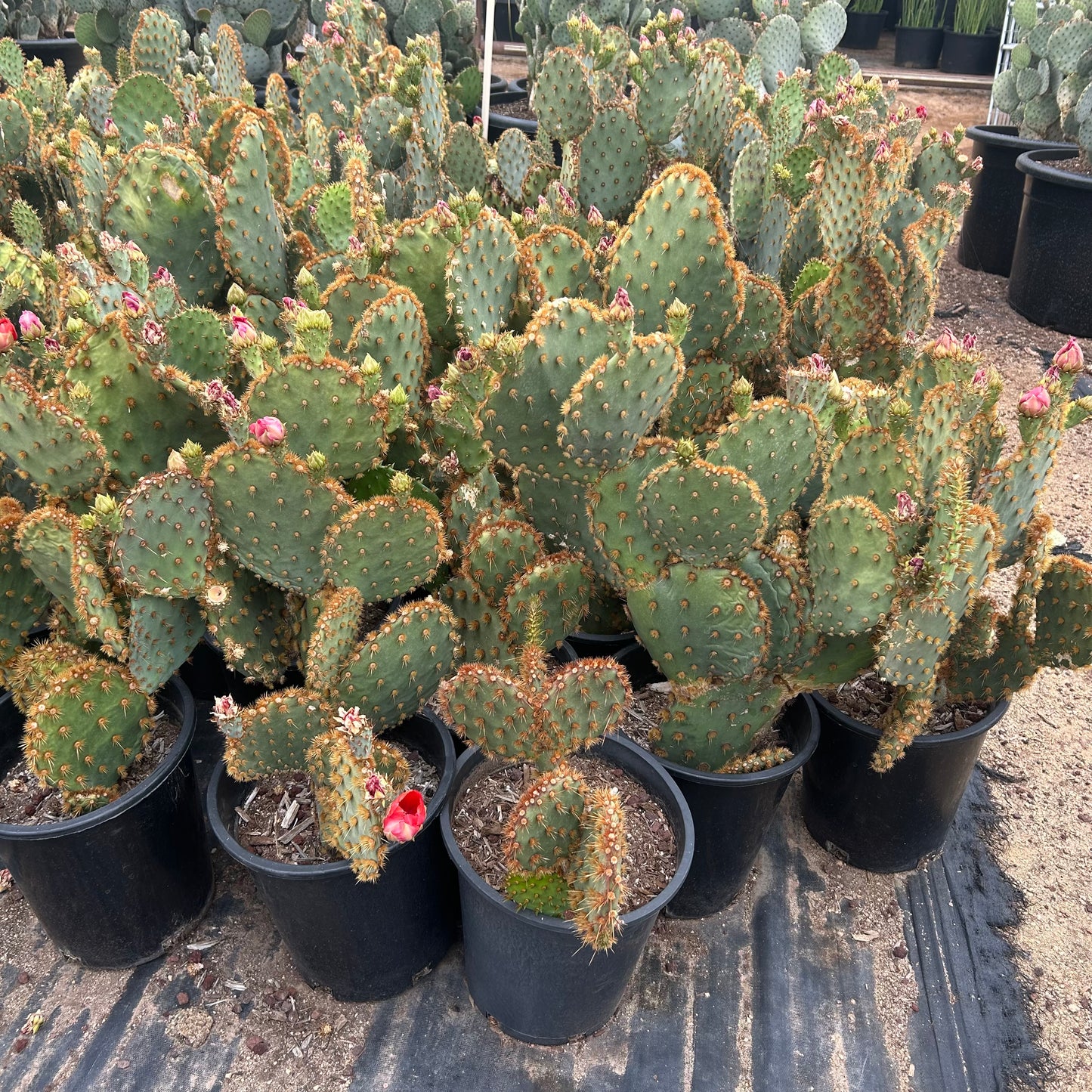 5 gallon Chenille Prickly Pear (Opuntia aciculata) in nursery pot on gravel — Phoenix, AZ