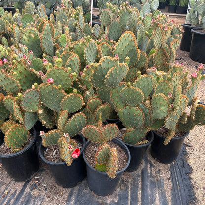 5 gallon Chenille Prickly Pear (Opuntia aciculata) in nursery pot on gravel — Phoenix, AZ