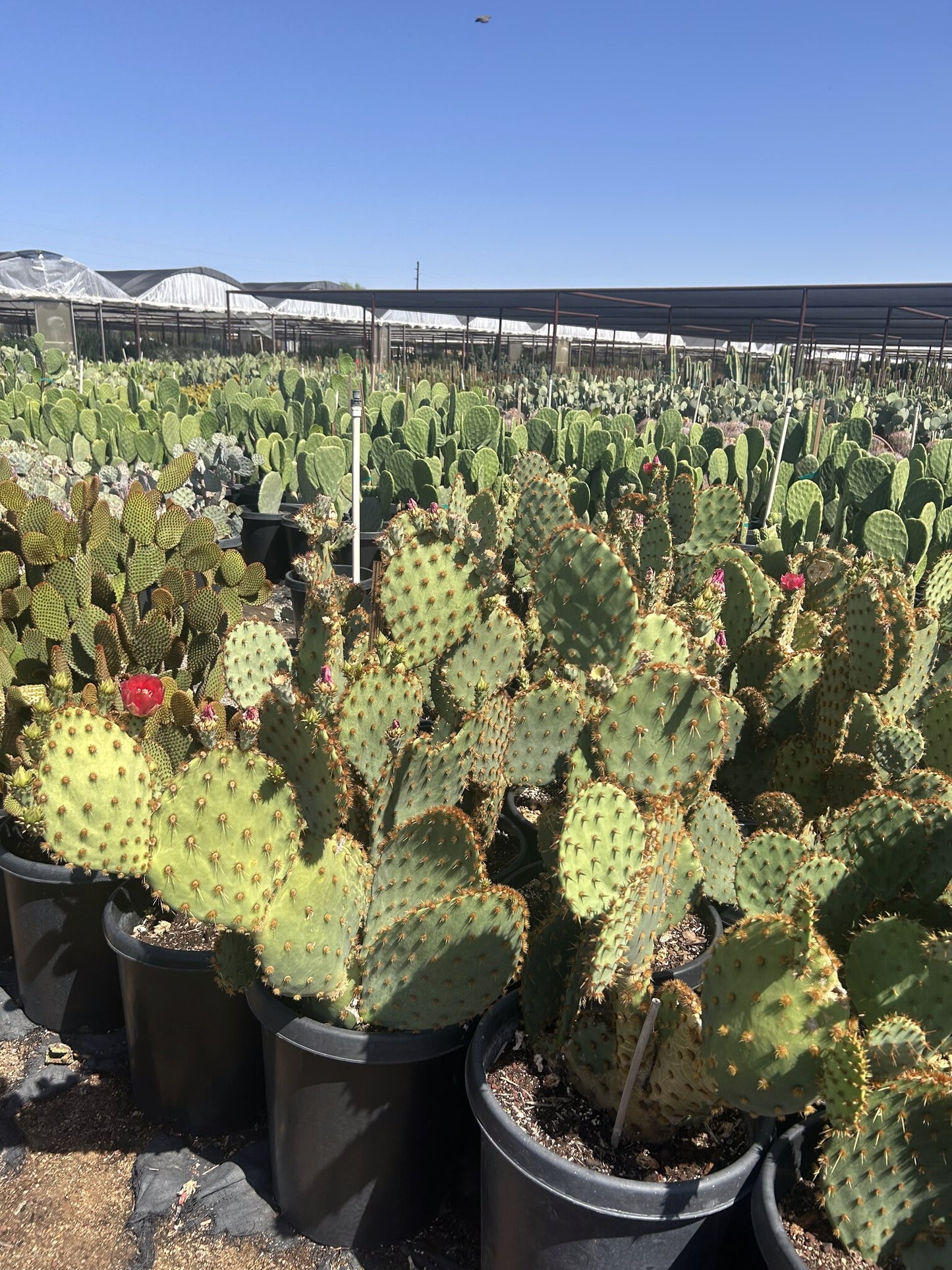 Chenille Prickly Pear