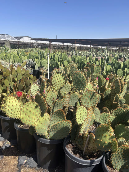 Chenille Prickly Pear