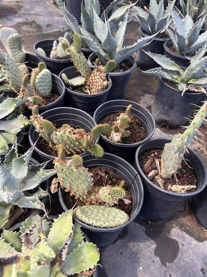 Chenille Prickly Pear