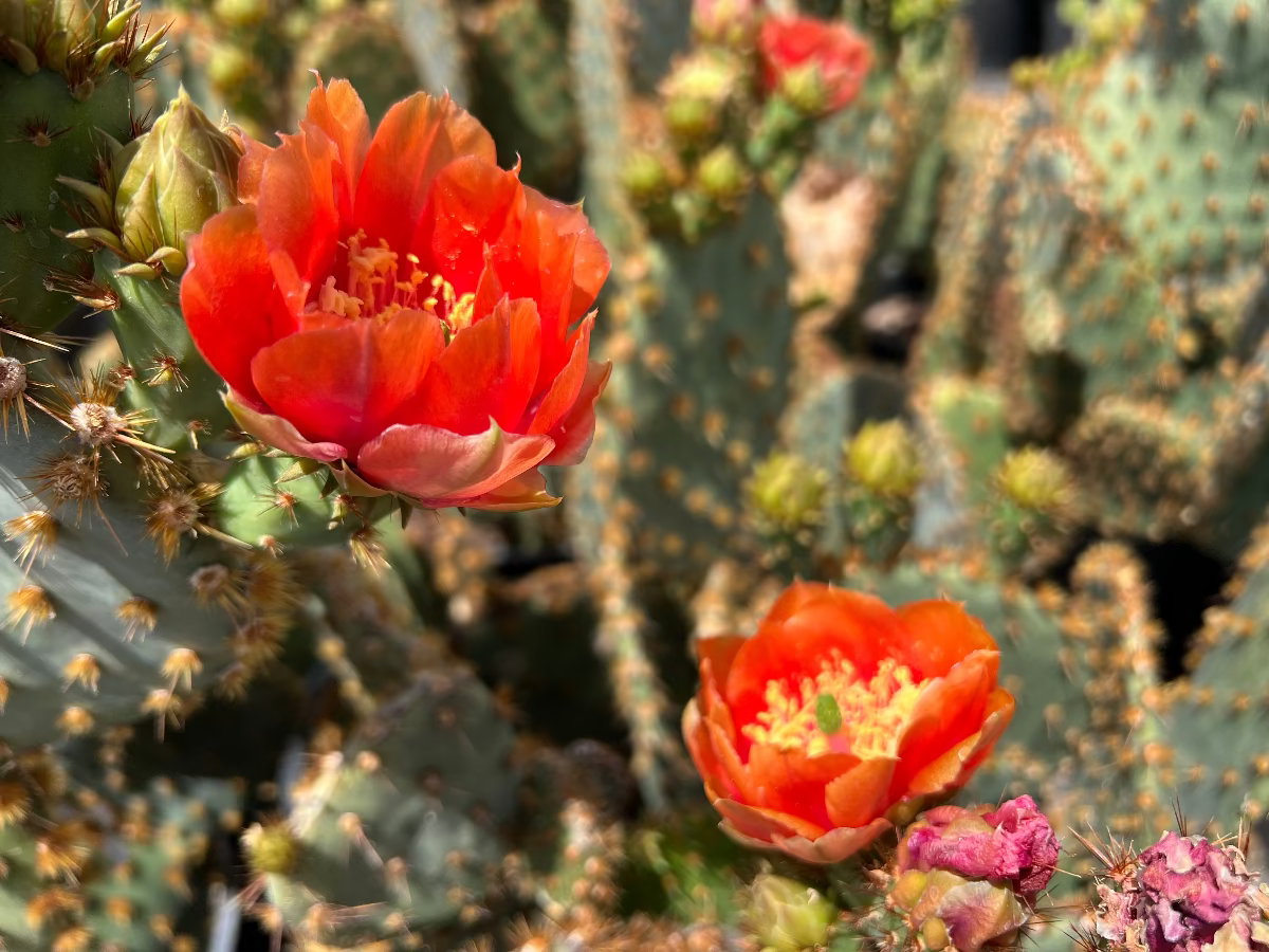 Chenille Prickly Pear