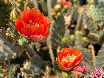 Chenille Prickly Pear