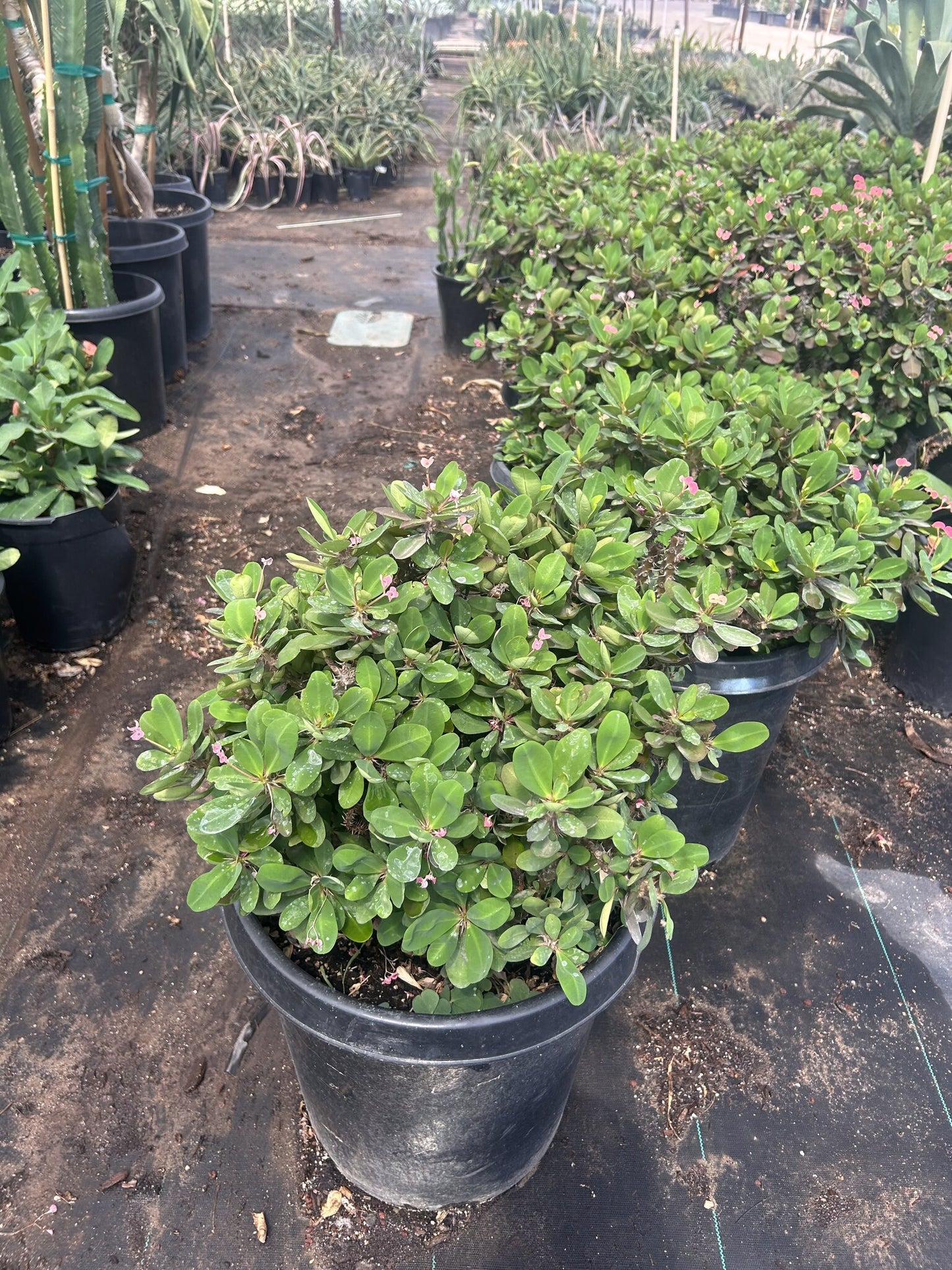 Cherokee Crown of Thorns
