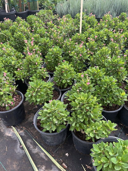 Cherokee Crown of Thorns