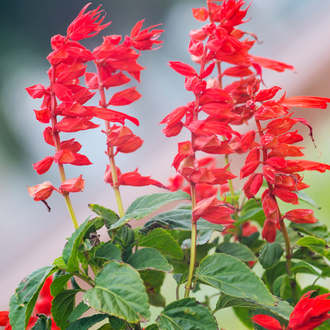 Cherry Red Sage