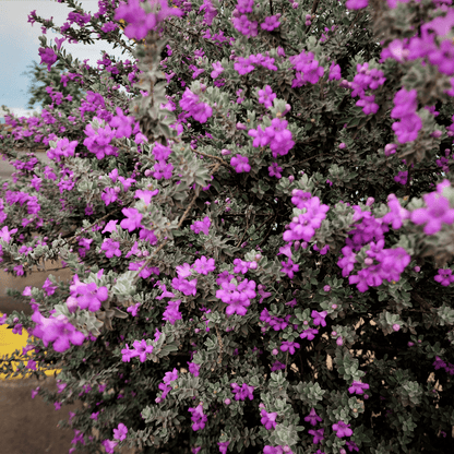 Chihuahuan Sage (Leucophyllum zygophyllum) with purple flowers and silver foliage in bloom — Phoenix, AZ