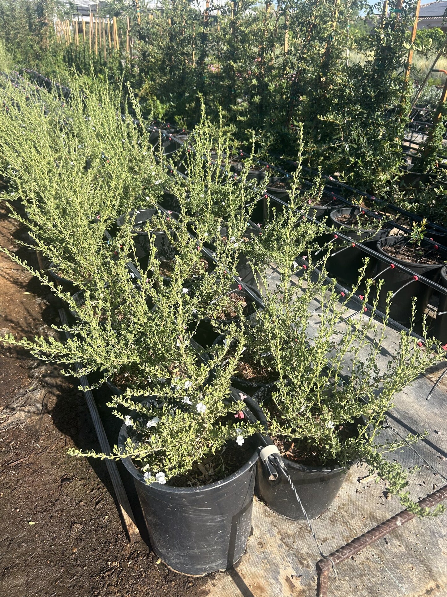 Chihuahuan Sage