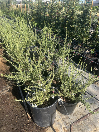 Chihuahuan Sage