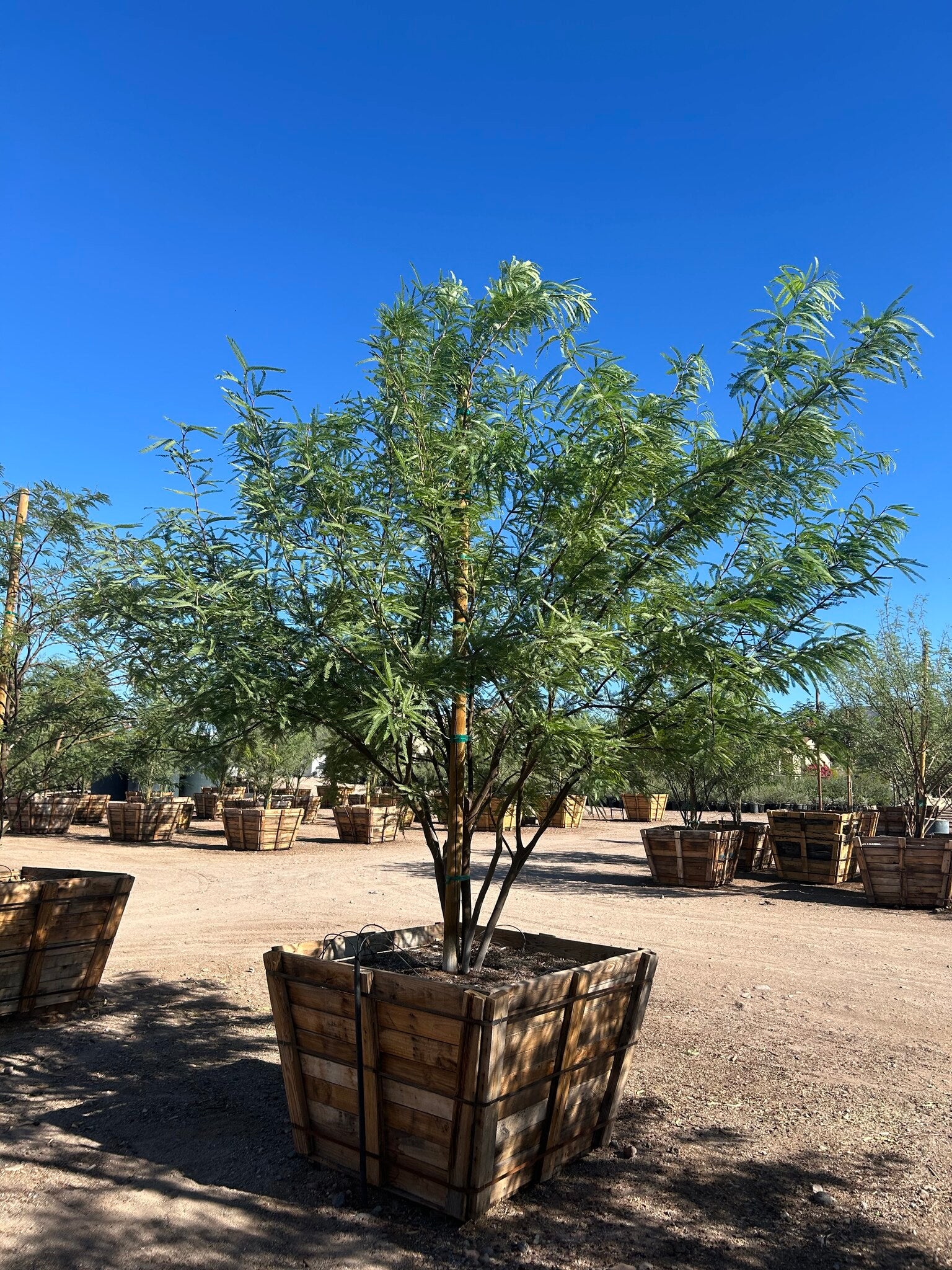 Chilean Mesquite - 48