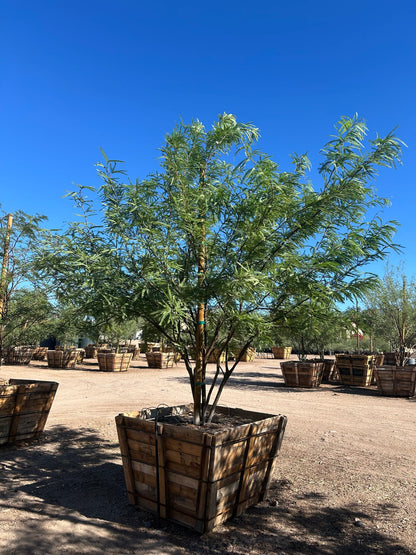 Chilean Mesquite - 48" Box