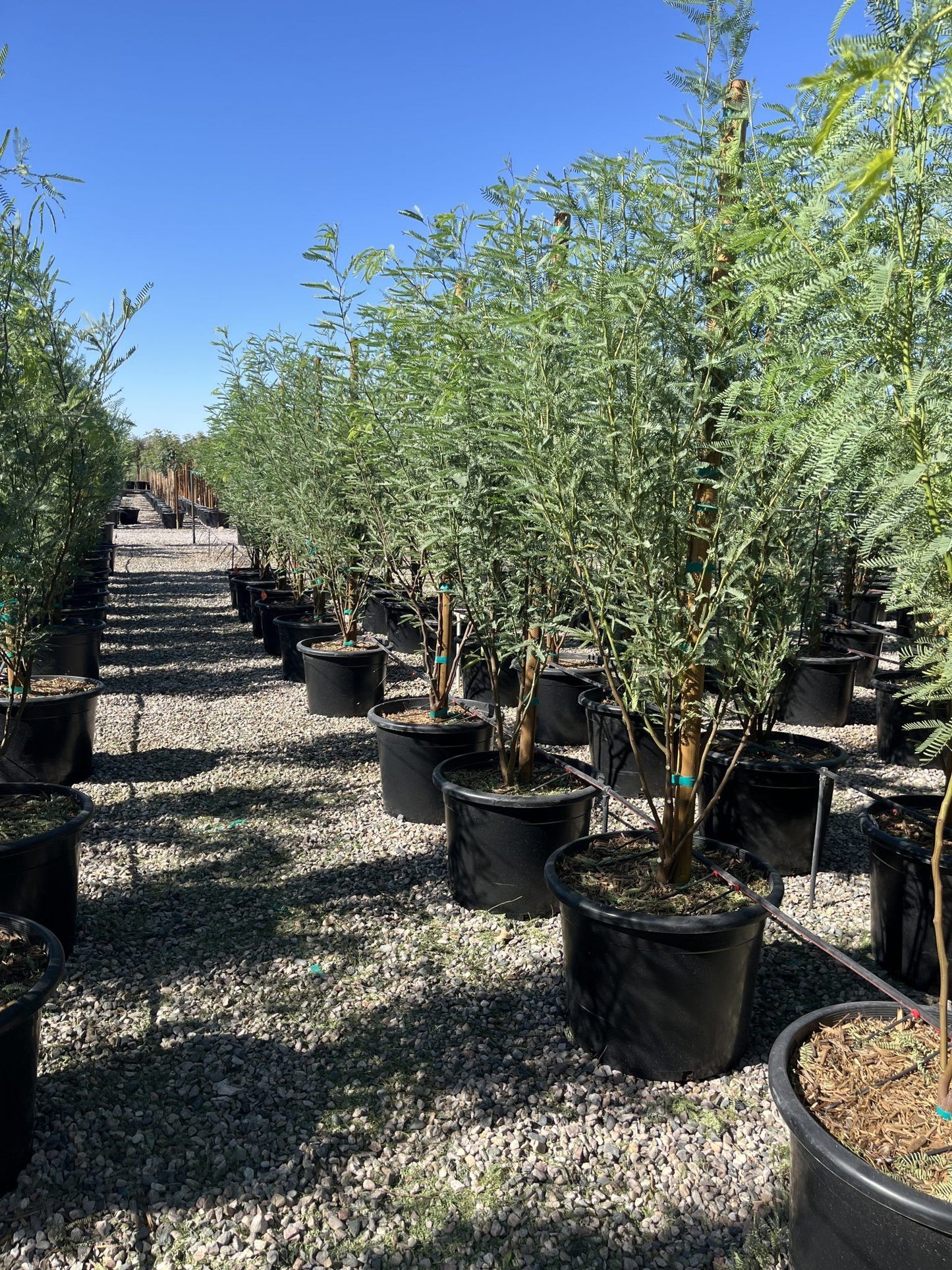 Chilean Fuente Mesquite