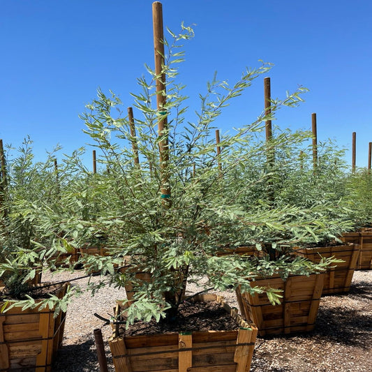 Chilean Fuente Mesquite