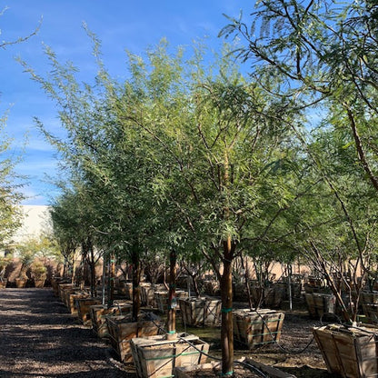 Chilean Mesquite Tree.jpeg__PID:3238dde9-8f18-4b9b-9435-f65310e3d2ea