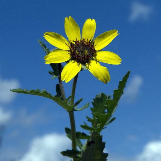 Chocolate Flower