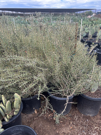 Christmas Cholla 10/15 Gallon