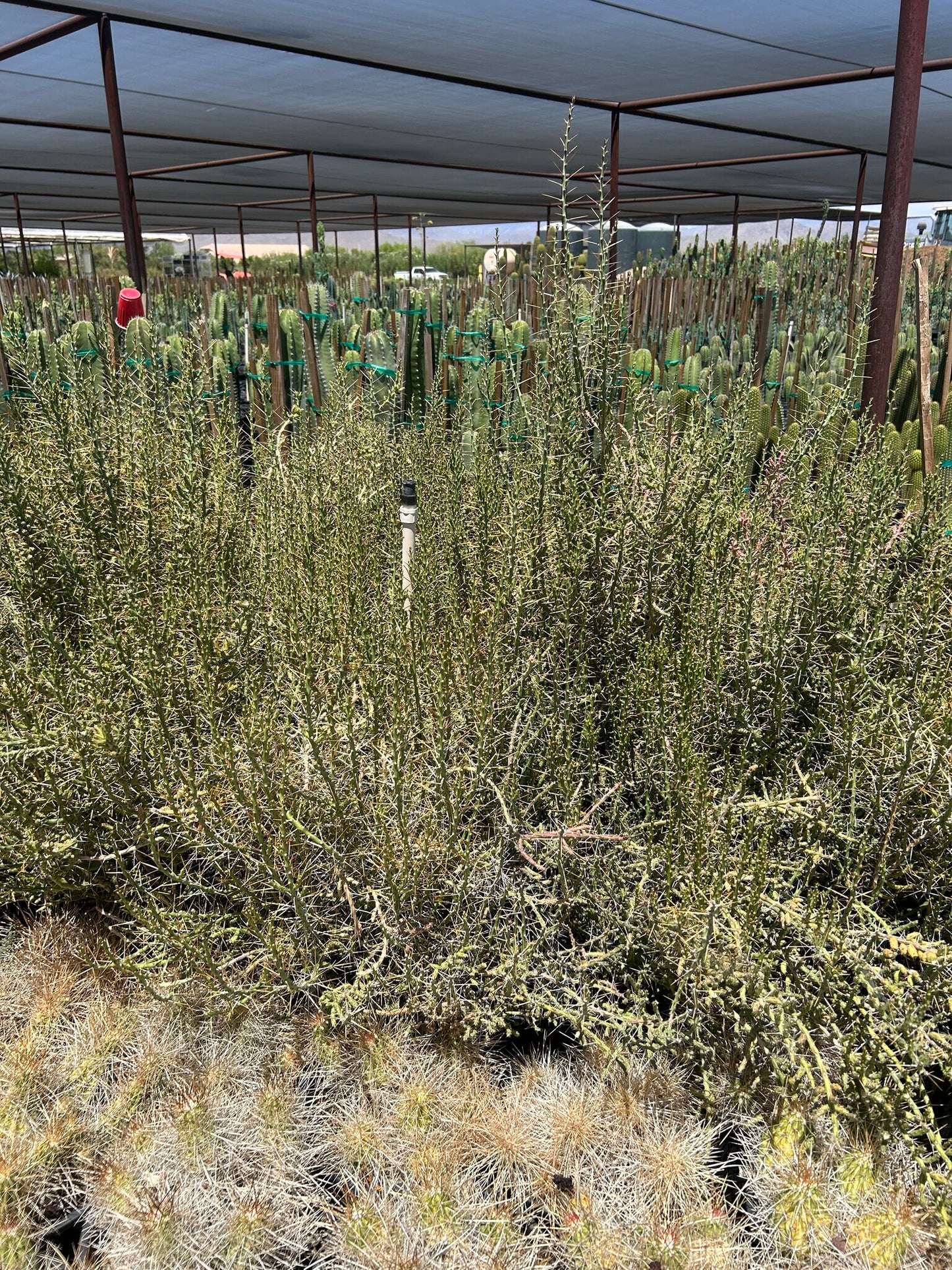 Christmas Cholla