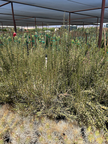 Christmas Cholla