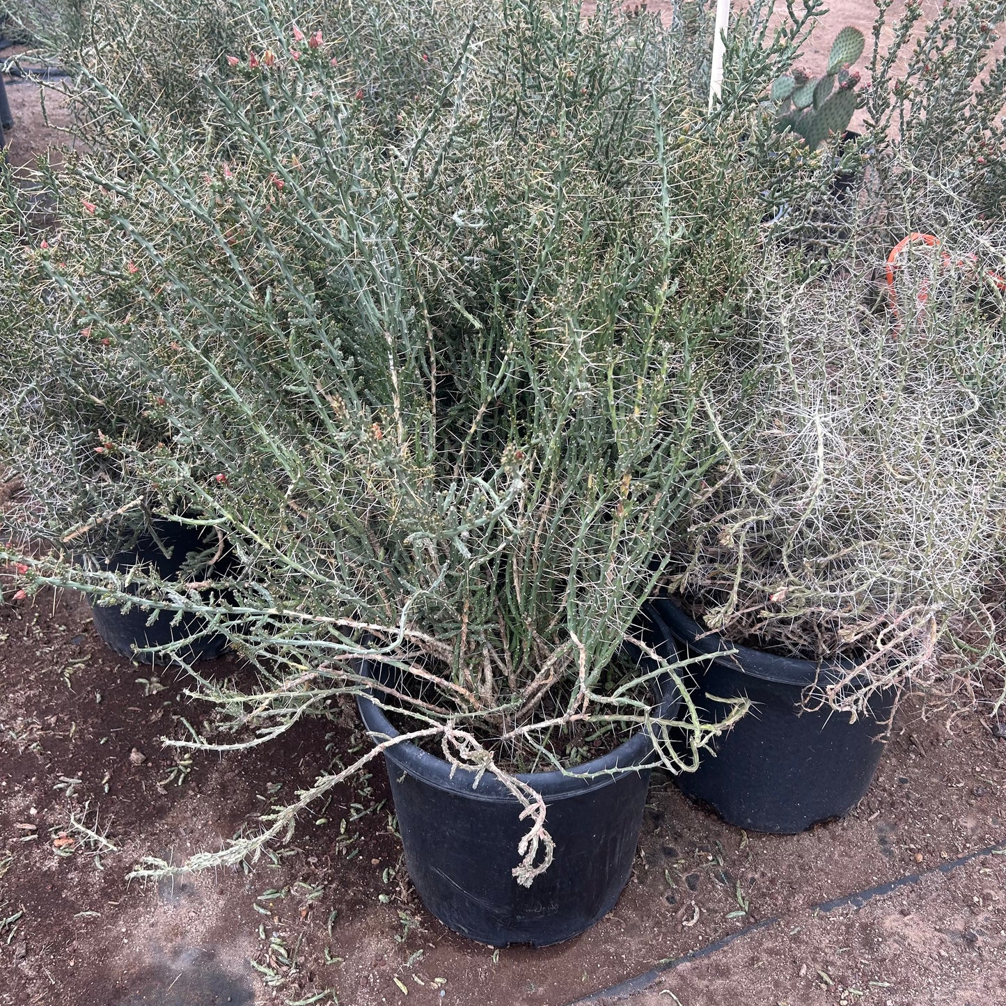 15 gallon Christmas Cholla (Cylindropuntia leptocaulis) in nursery pot — Phoenix, AZ