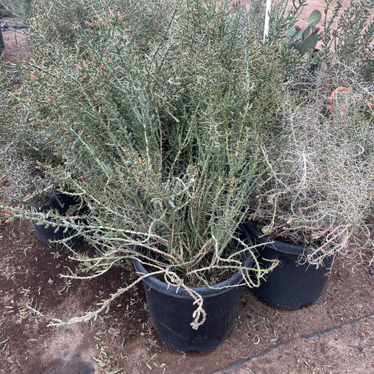 15 gallon Christmas Cholla (Cylindropuntia leptocaulis) in nursery pot — Phoenix, AZ