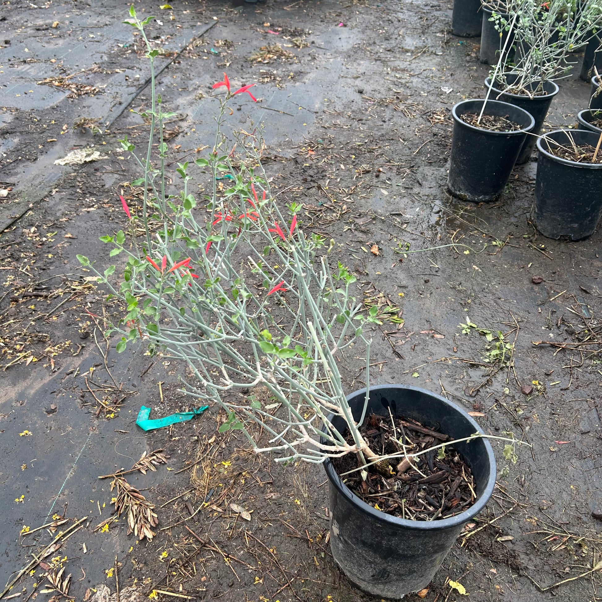 5 gallon Red Chuparosa (Justicia californica) in nursery pot — Phoenix, AZ