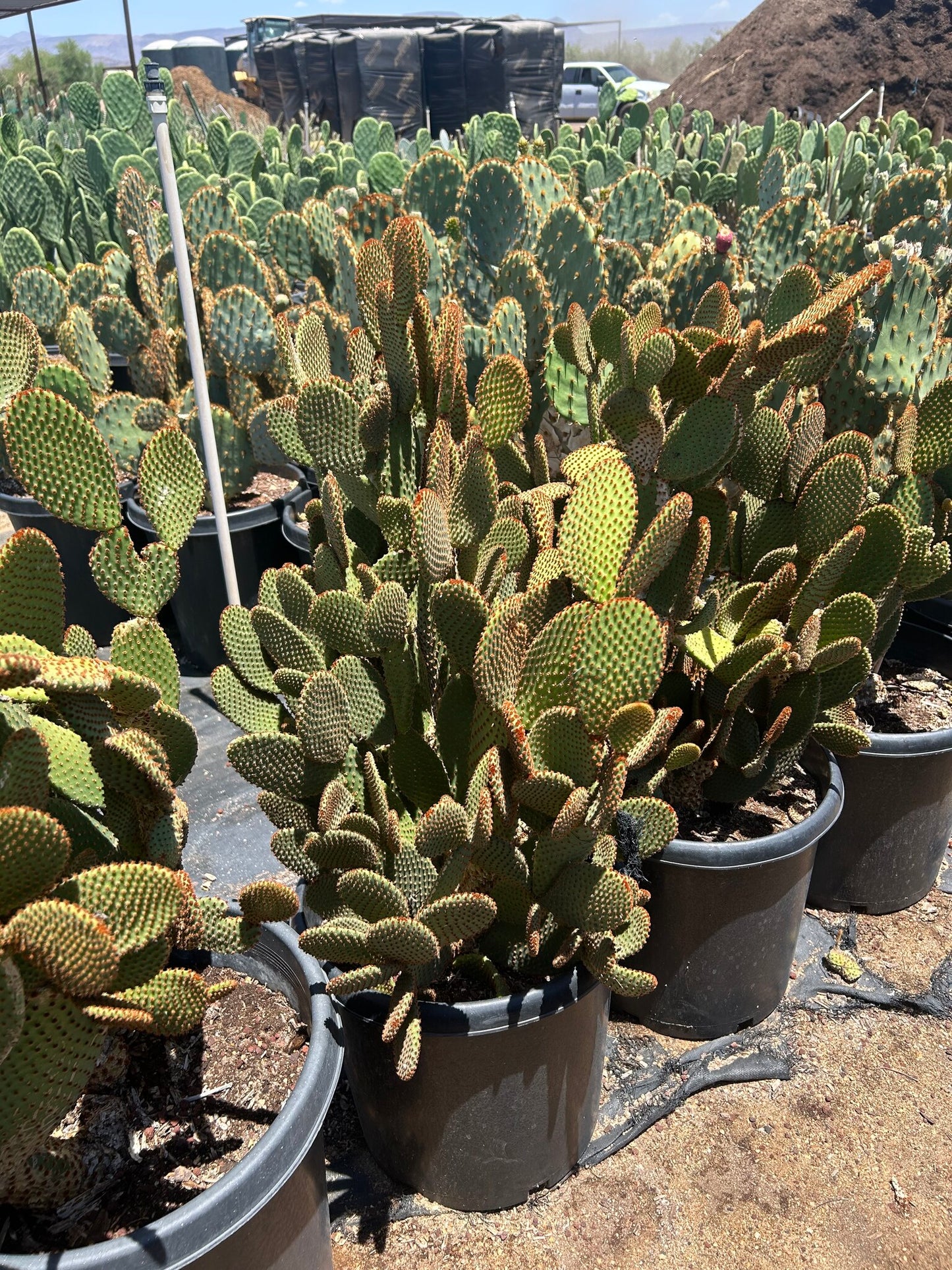 Cinnamon Dot Prickly Pear