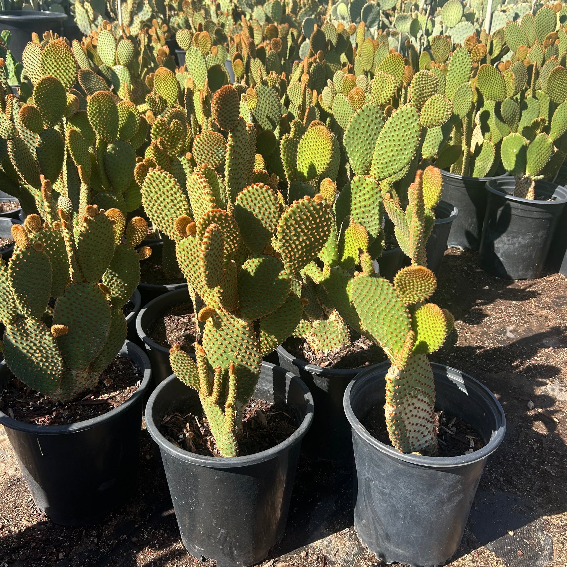 prickly pear cactus in containers Buy Cinnamon Prickly Pear Phoenix, AZ | O. microdasys