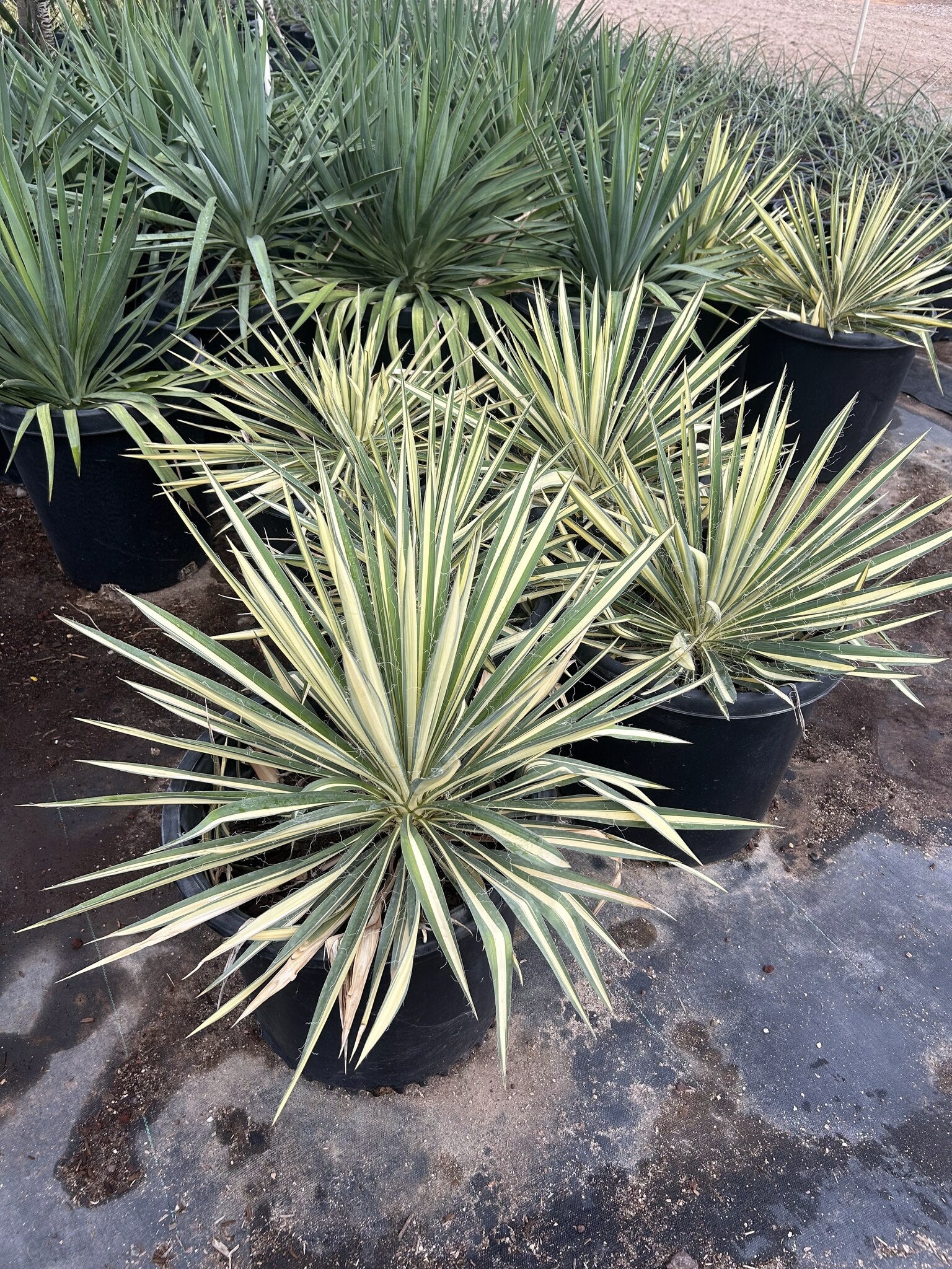 Color Guard Yucca 10/15 Gallon