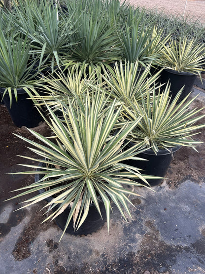 Color Guard Yucca 10/15 Gallon