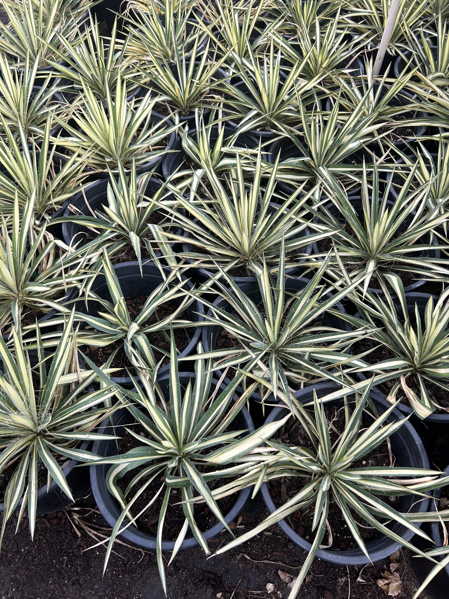 Color Guard Yucca - 3/5 Gallon