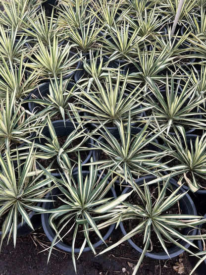 Color Guard Yucca - 3/5 Gallon