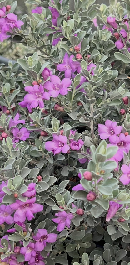 Leucophyllum frutescens ‘Convent’