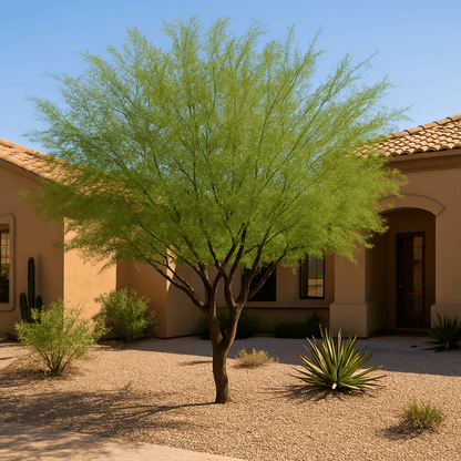 Cooperi Mesquite (Prosopis 'Cooperi') compact canopy shade tree in desert front yard xeriscape — Phoenix, AZ
