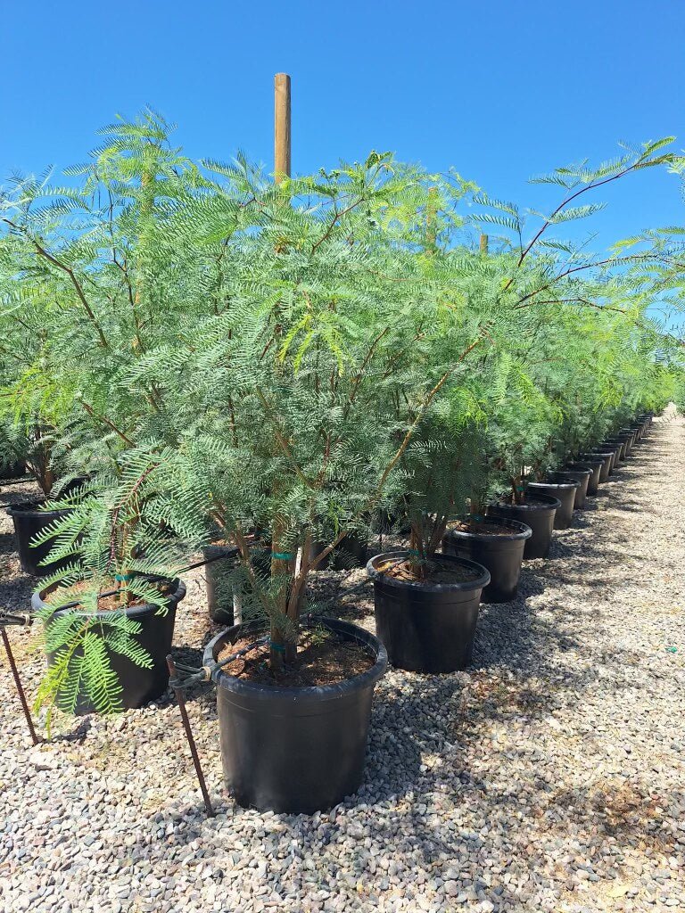 Cooperi Mesquite 24"/25 Gallon