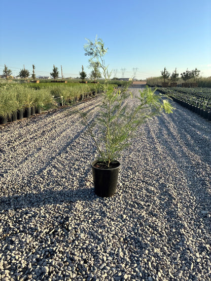 Cooperi Mesquite