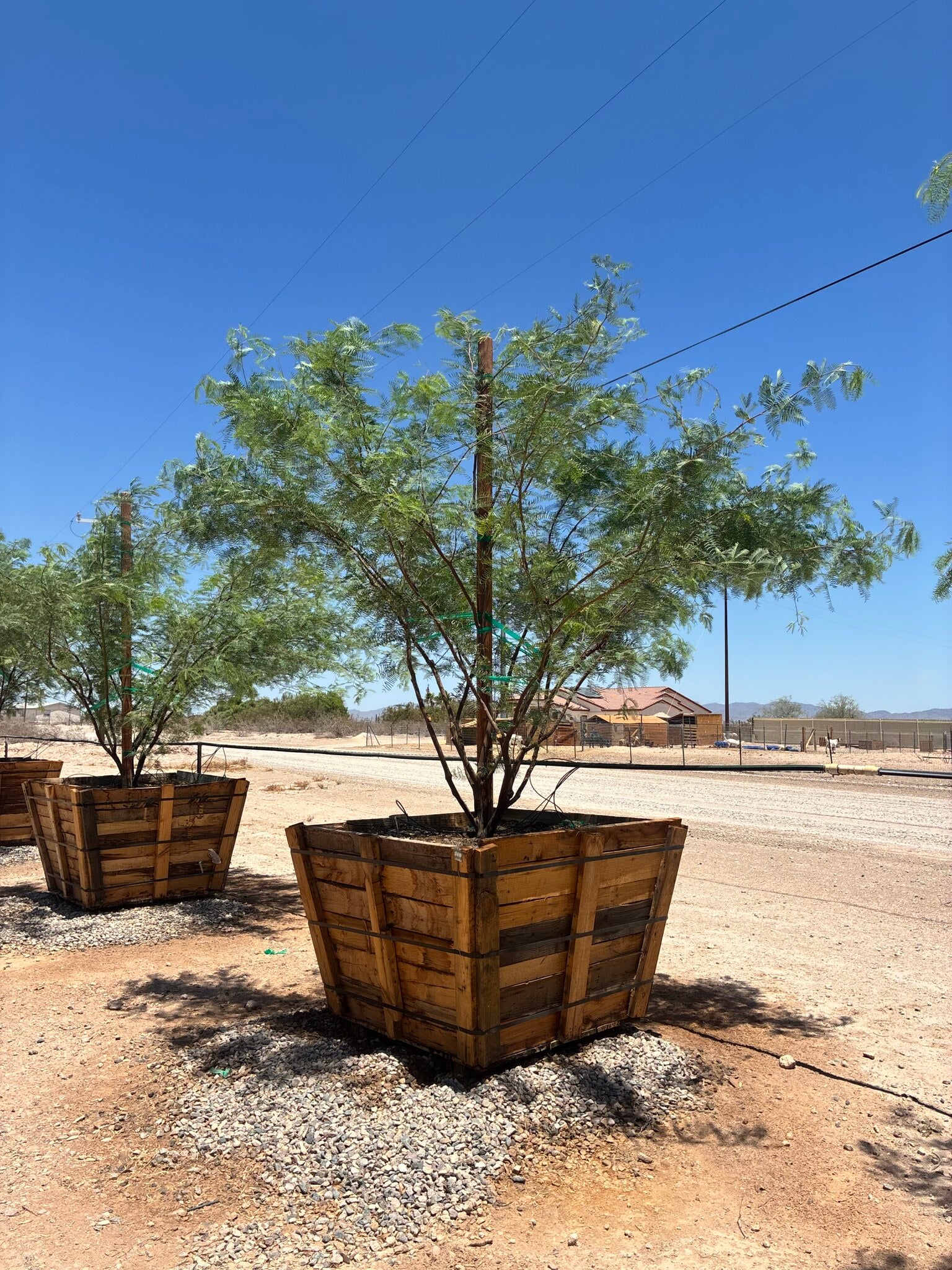 Cooperi Mesquite