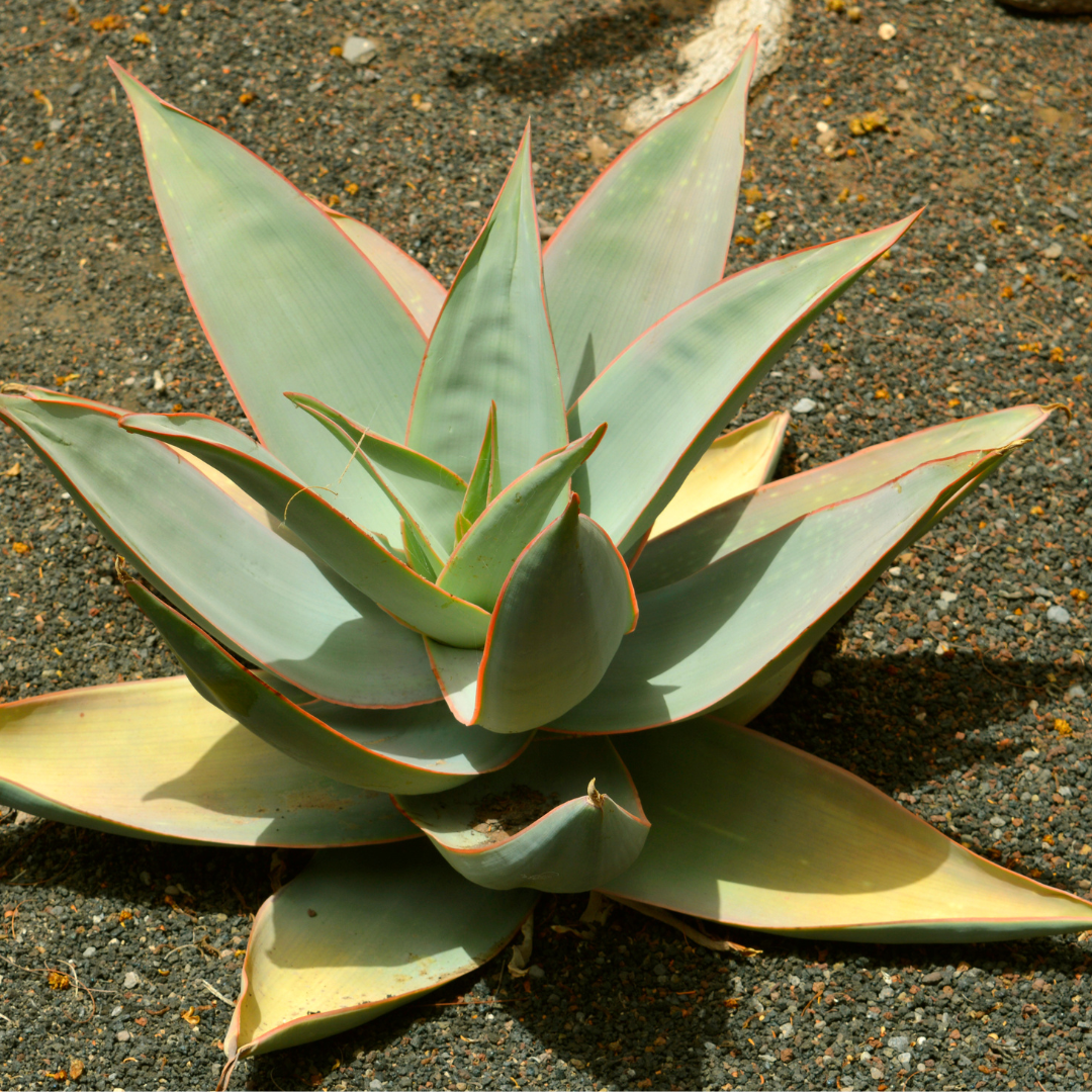 Coral Aloe