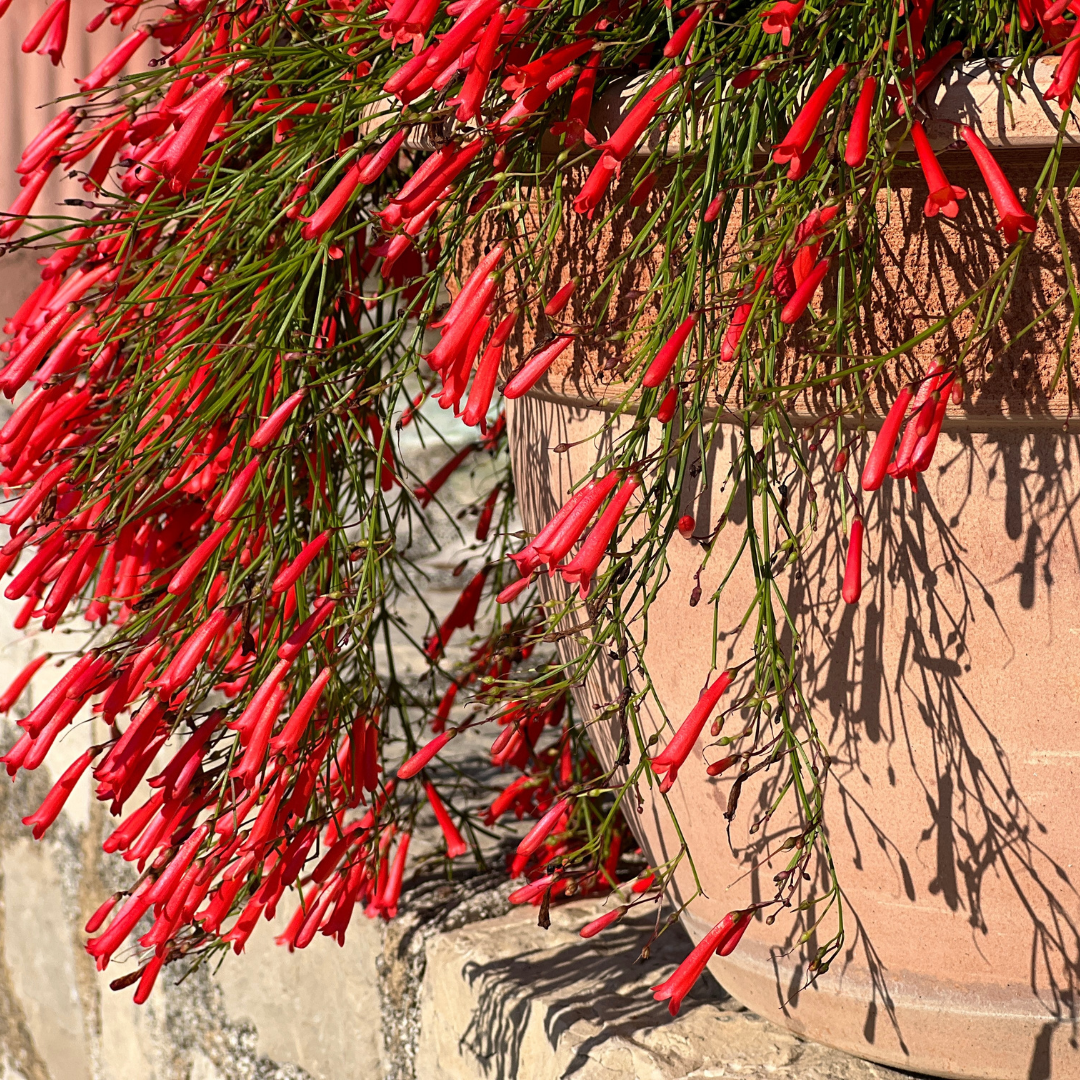 Coral Fountain Grass