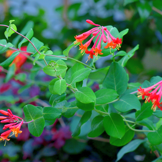 Coral Honeysuckle