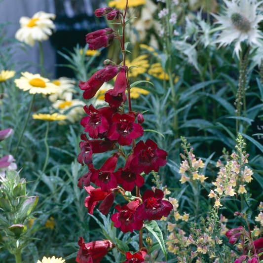 Coral Penstemon