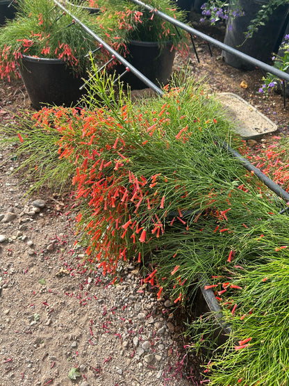 Coral Fountain Grass