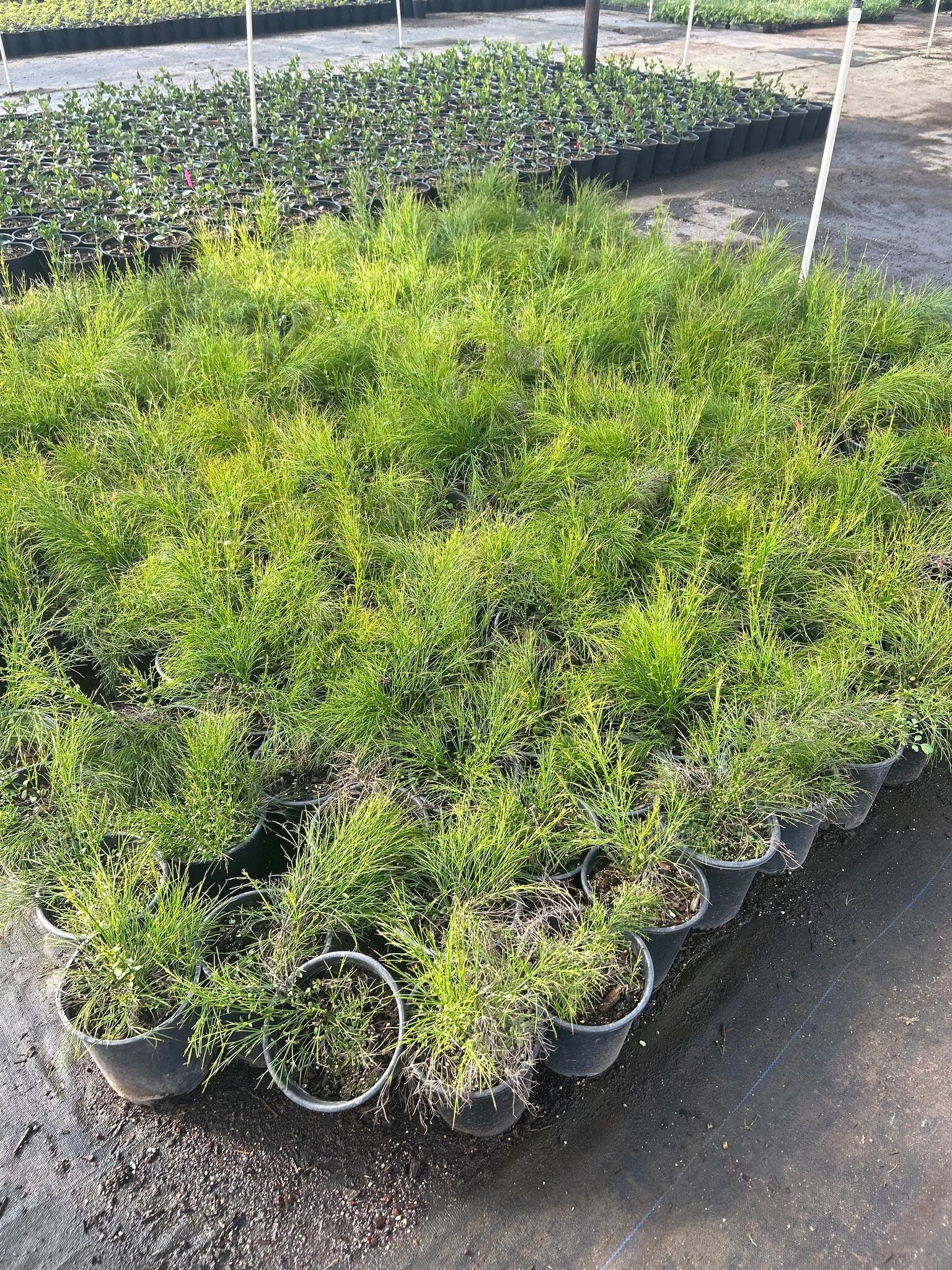 Coral Fountain Grass