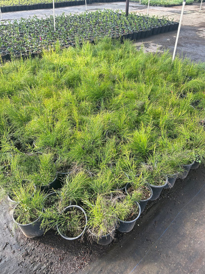 Coral Fountain Grass