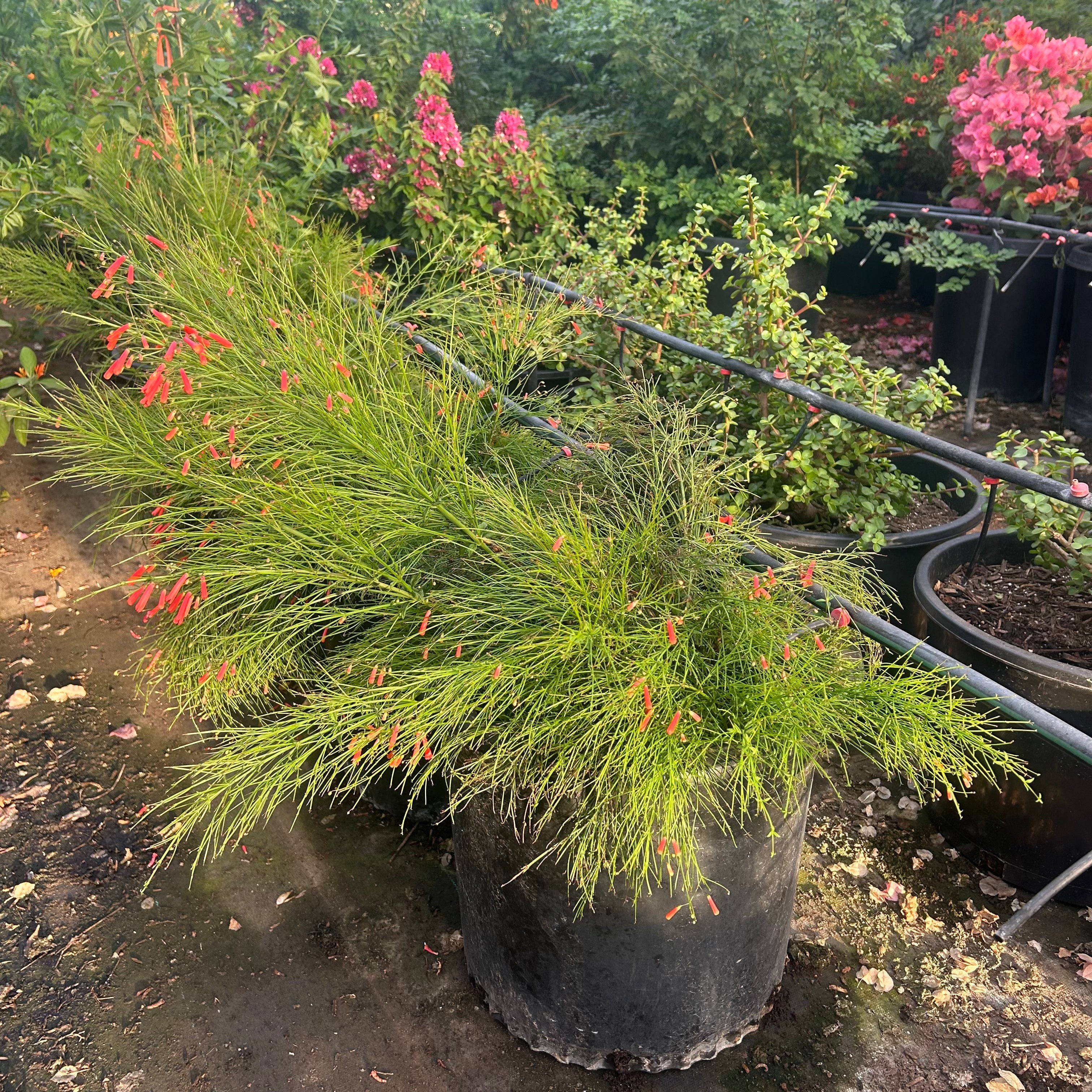 15 gallon Purple Fountain Grass (Pennisetum setaceum 'Rubrum') in nursery pot — Phoenix, AZ